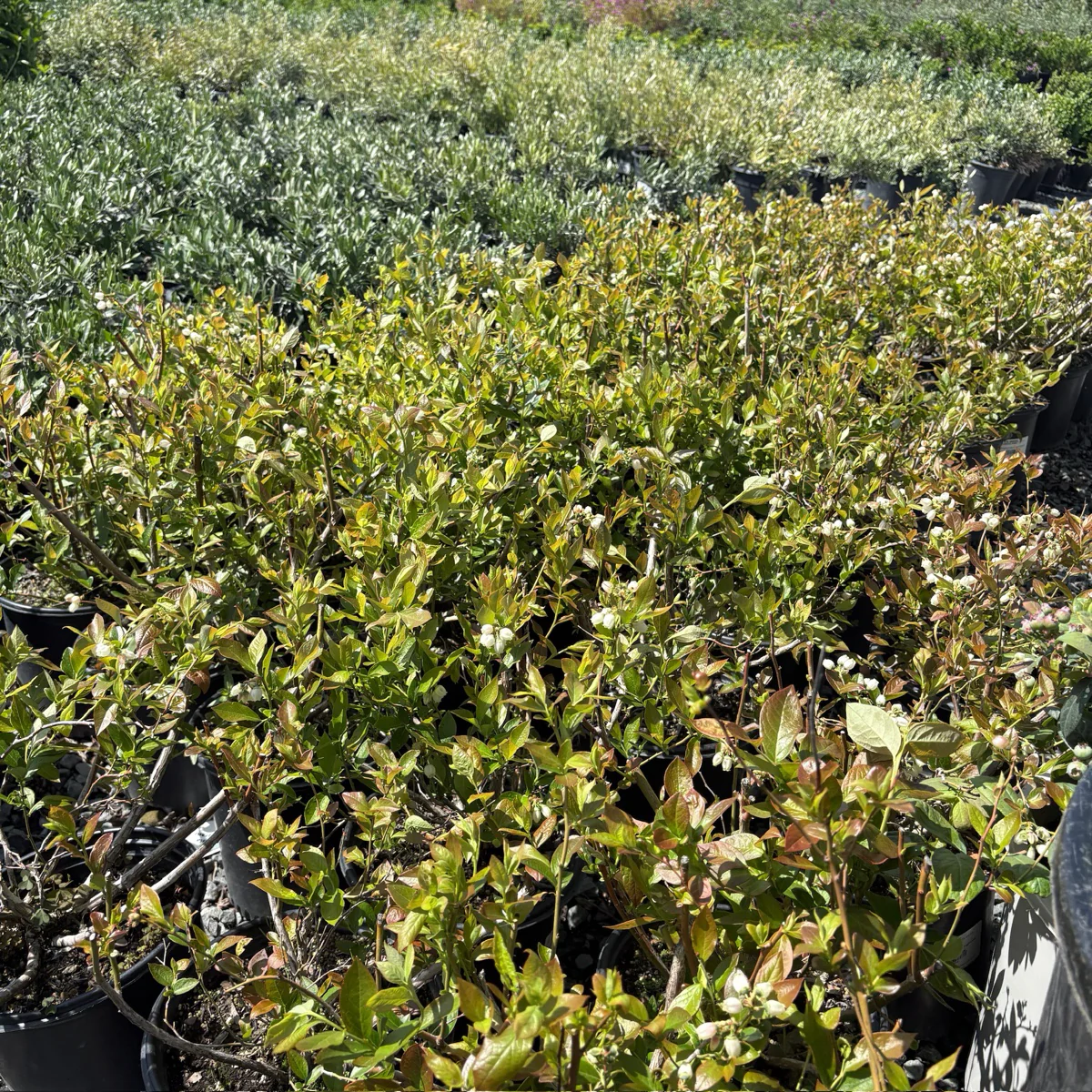 Duke Blueberry - Image 1