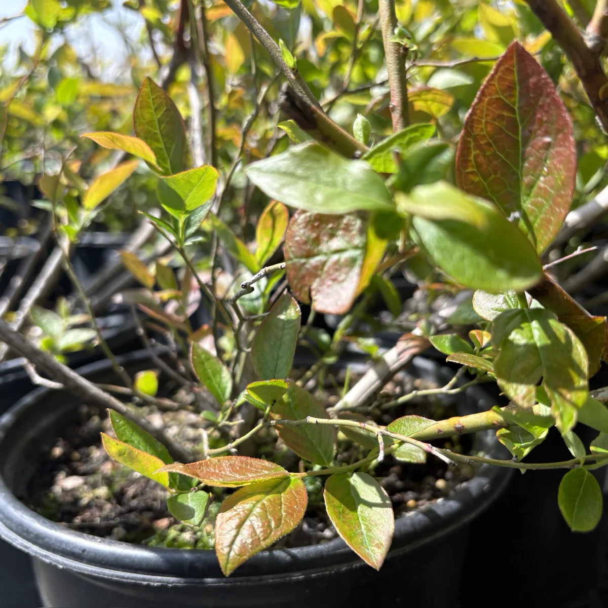 Duke Blueberry - Image 2