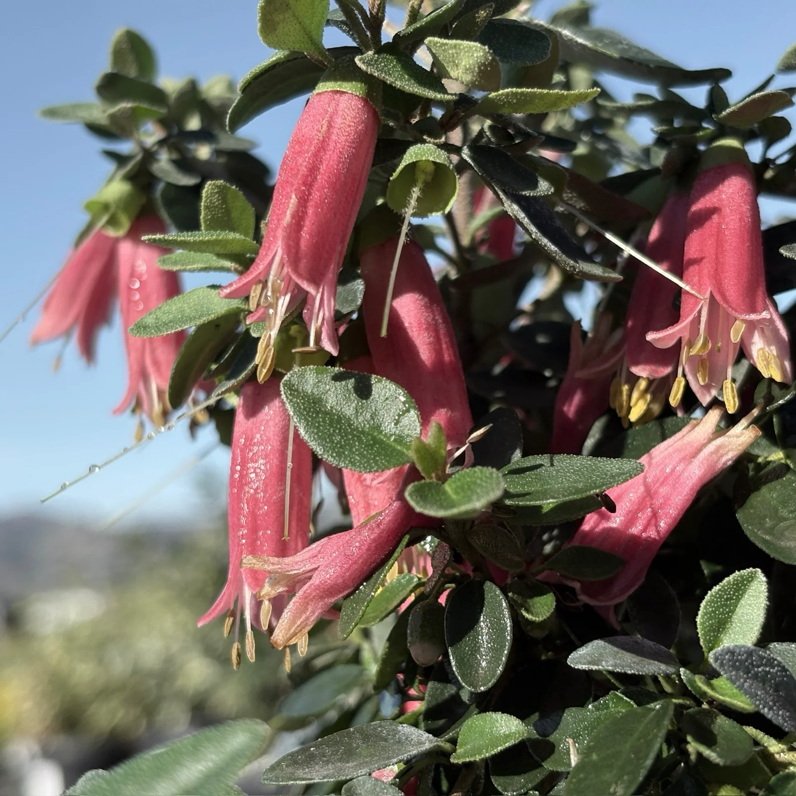 Dusky Bells Australian Fuchsia - Image 1