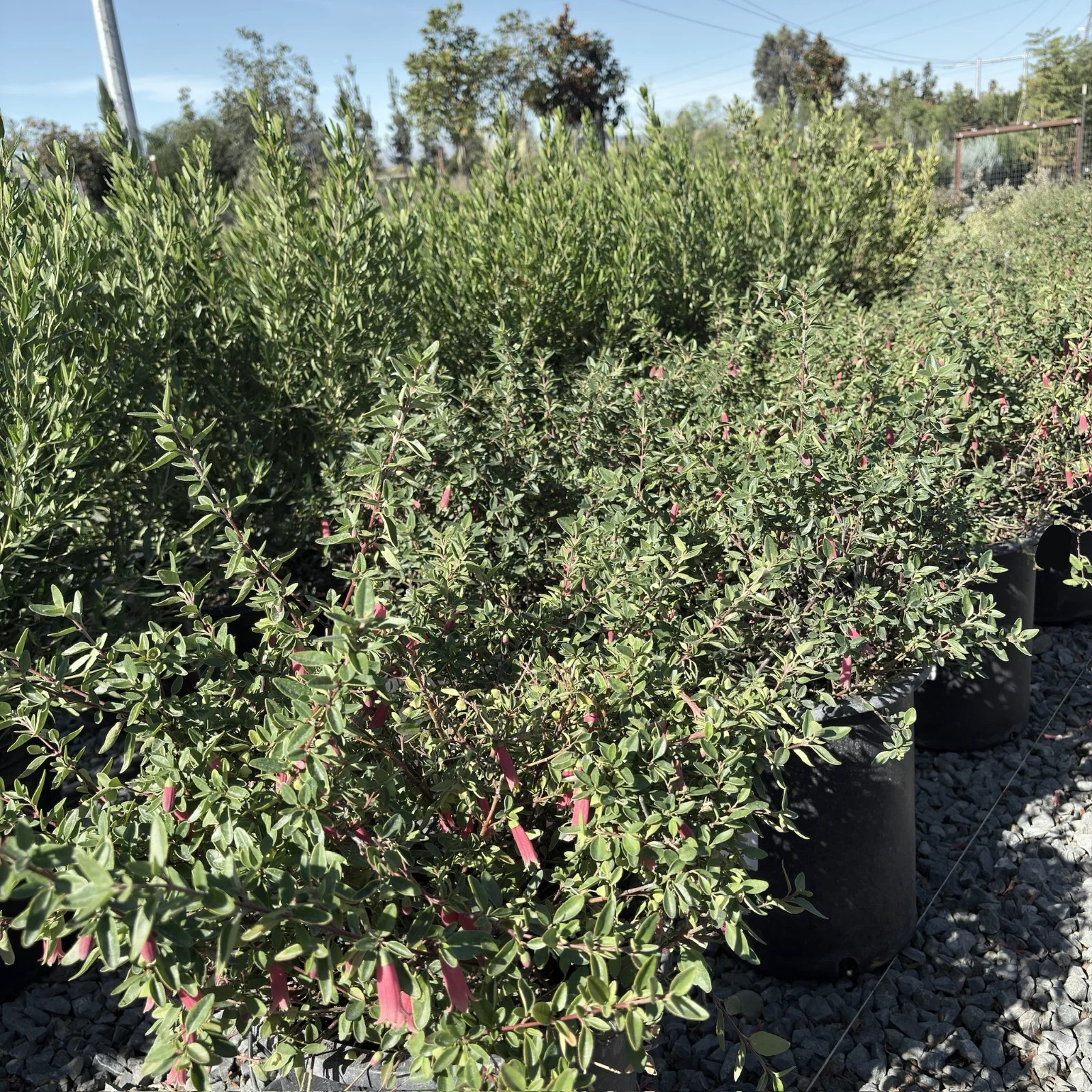 Dusky Bells Australian Fuchsia - Image 3