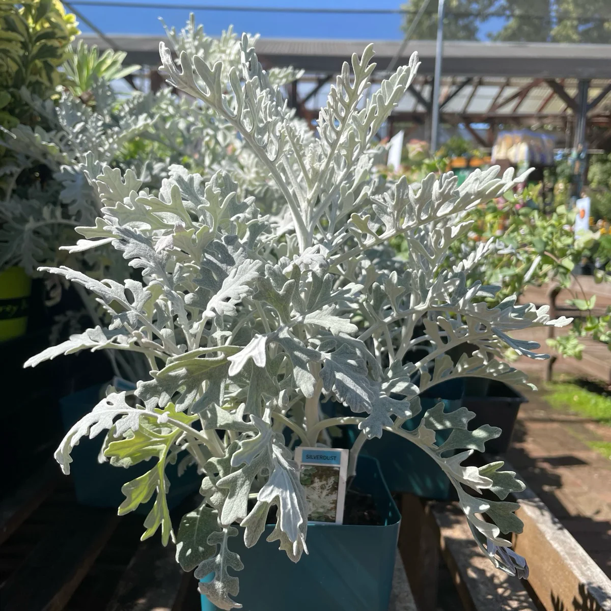 Dusty Miller - Image 2