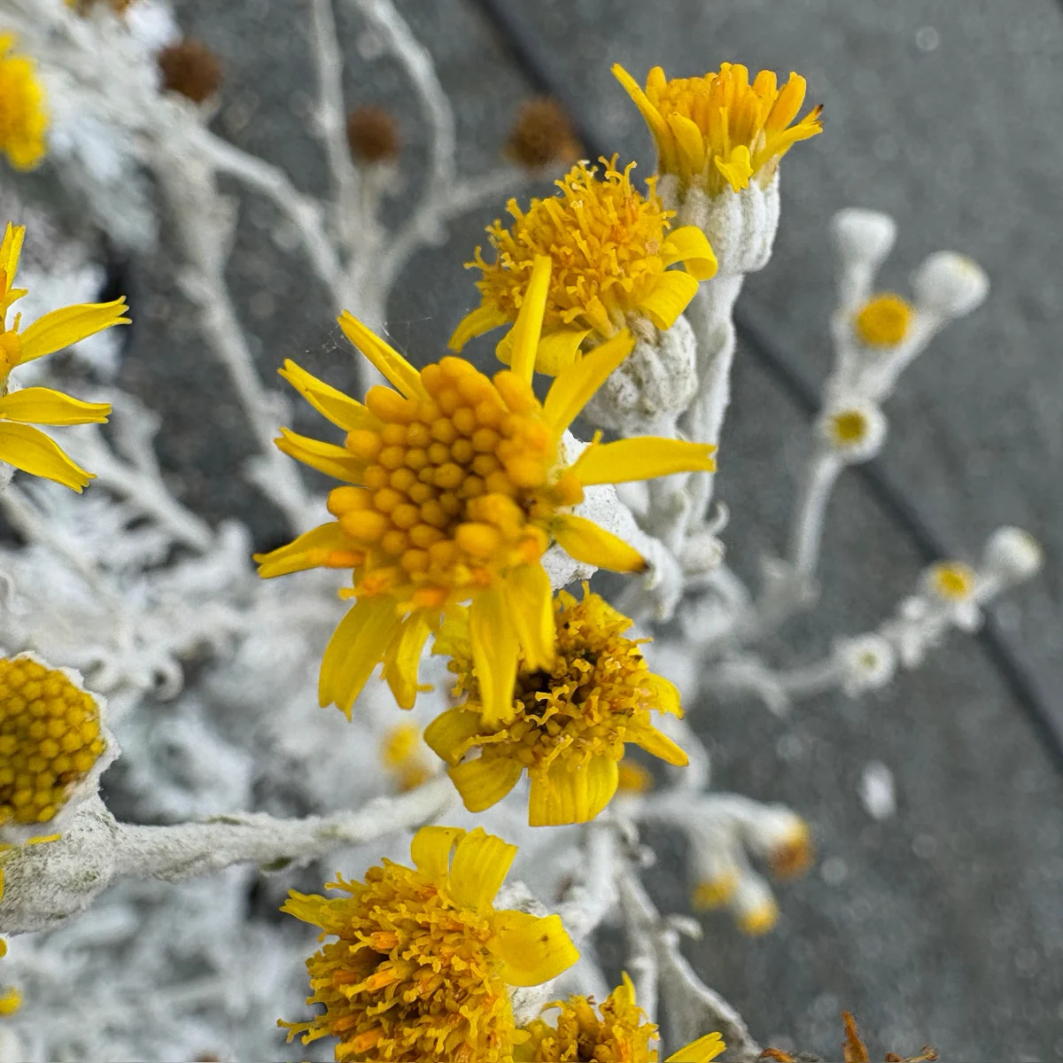 Dusty Miller - Image 3