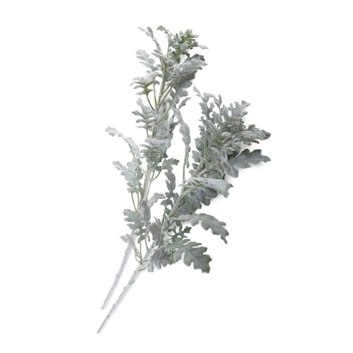 Dusty Miller Spray