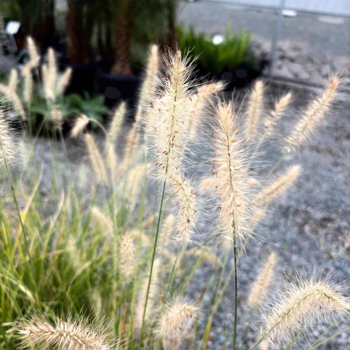 Dwarf Fountain Grass - Image 1