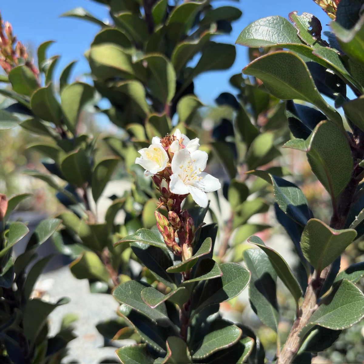 Dwarf Indian Hawthorn - Image 2