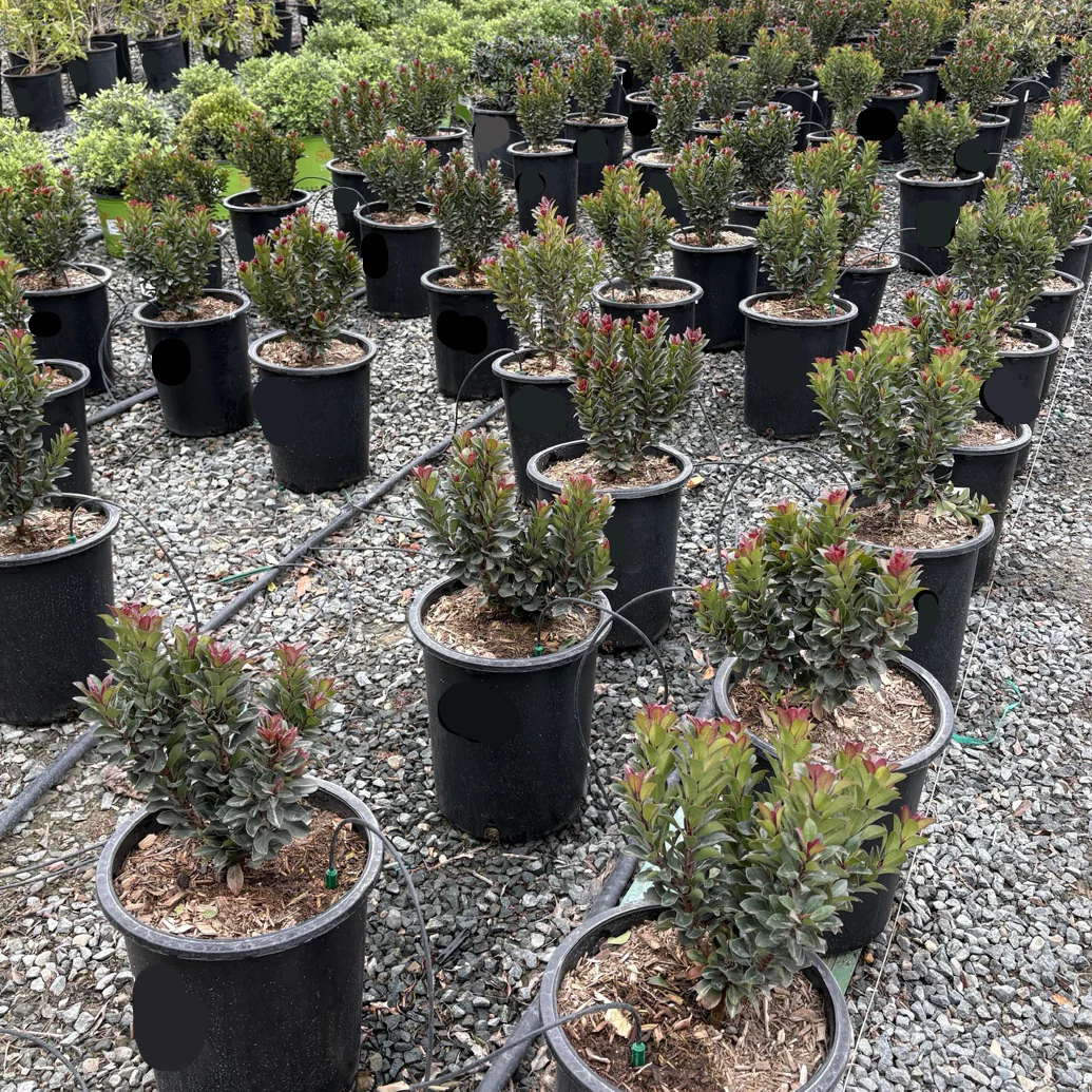 Dwarf Indian Hawthorn - Image 3