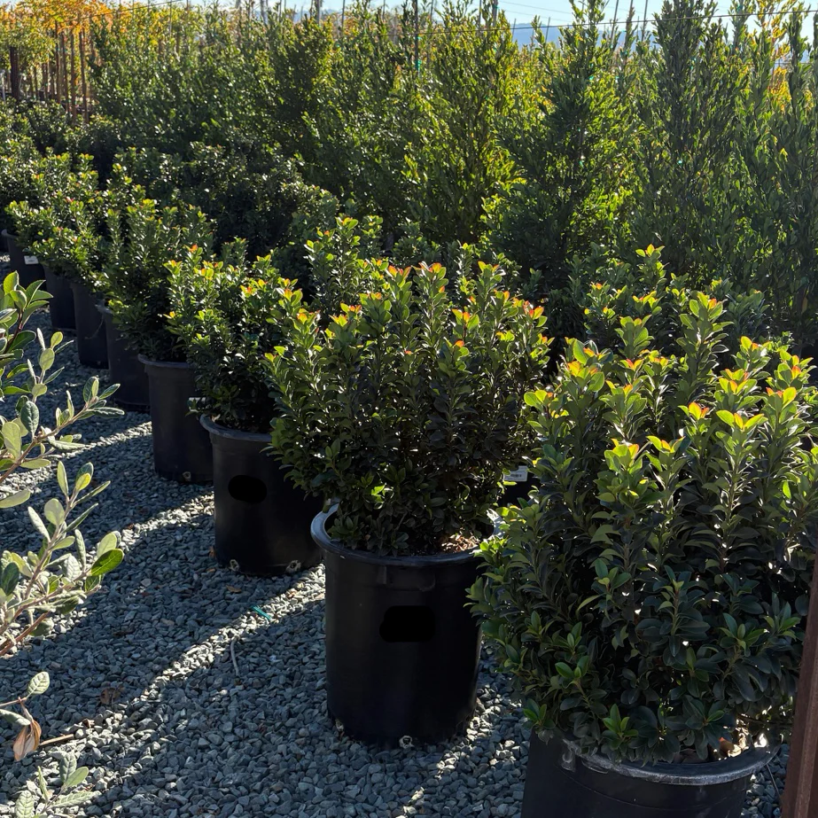 Dwarf Indian Hawthorn - Image 1