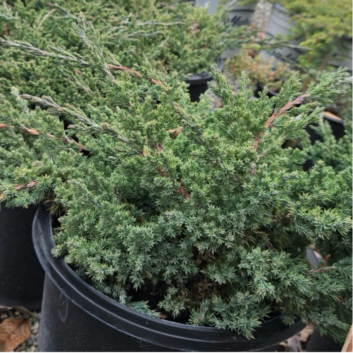 Dwarf Japanese Garden Juniper - Image 2