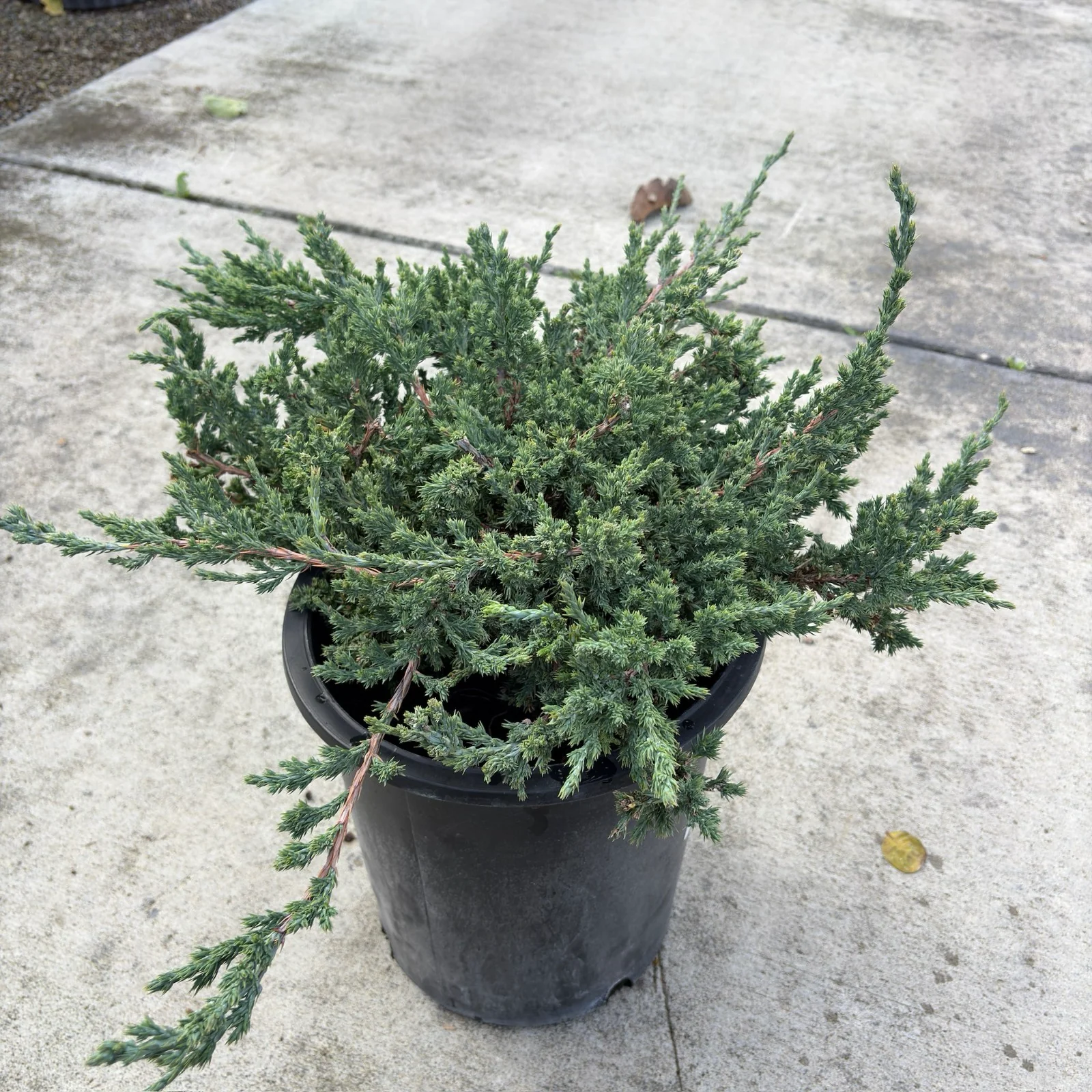 Dwarf Japanese Garden Juniper - Image 3