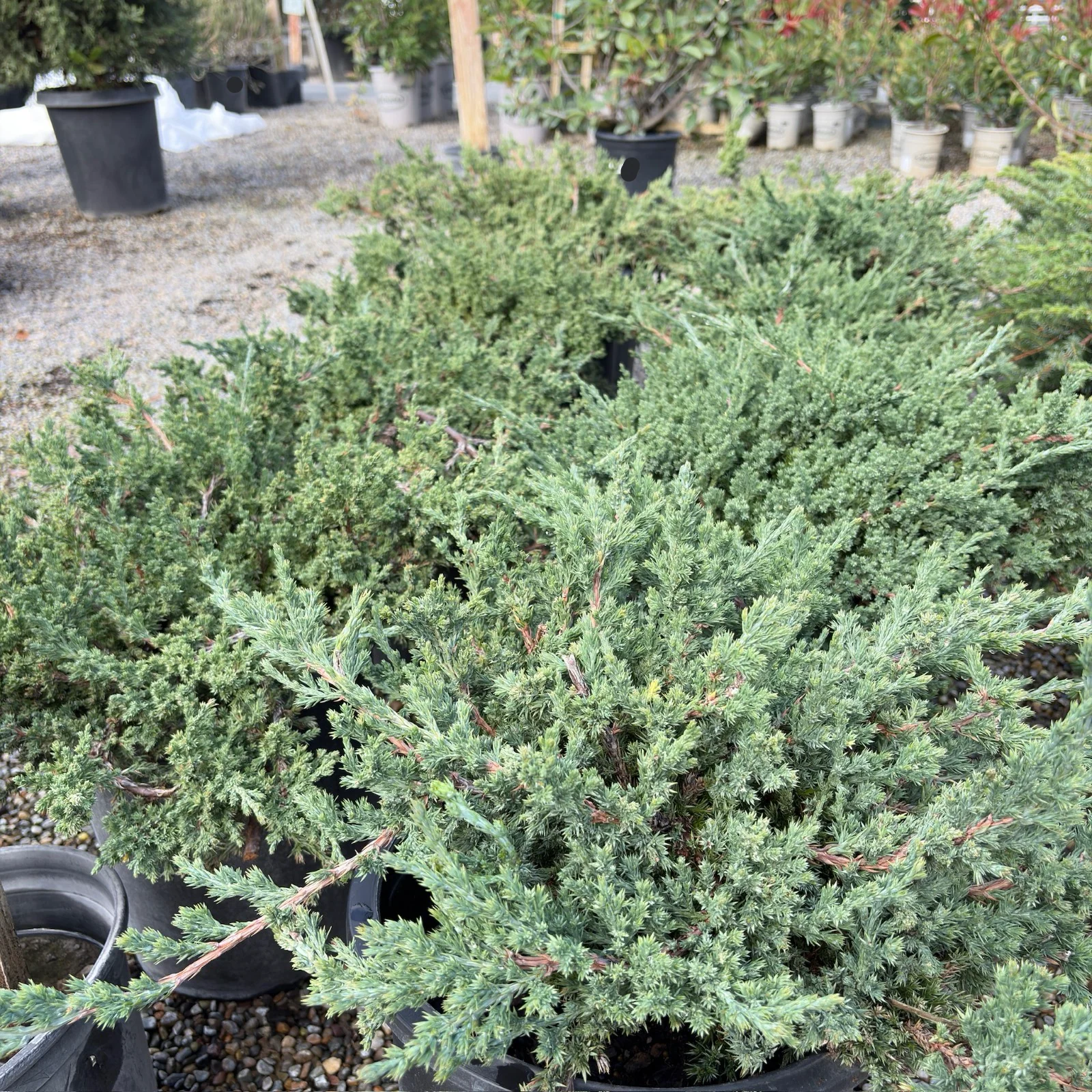 Dwarf Japanese Garden Juniper - Image 1
