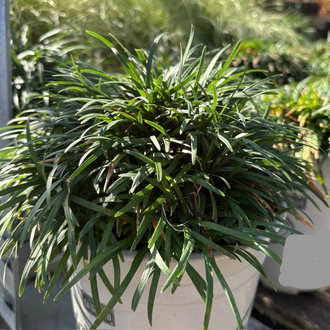 Dwarf Mondo Grass - Image 1