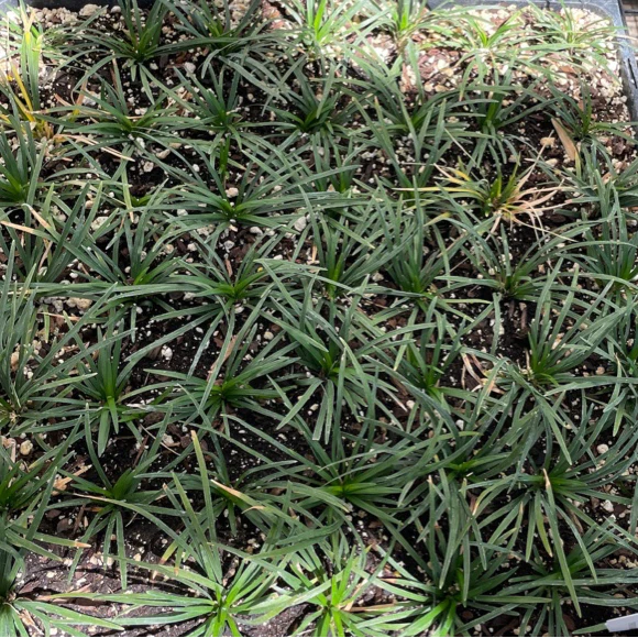 Dwarf Mondo Grass - Image 2