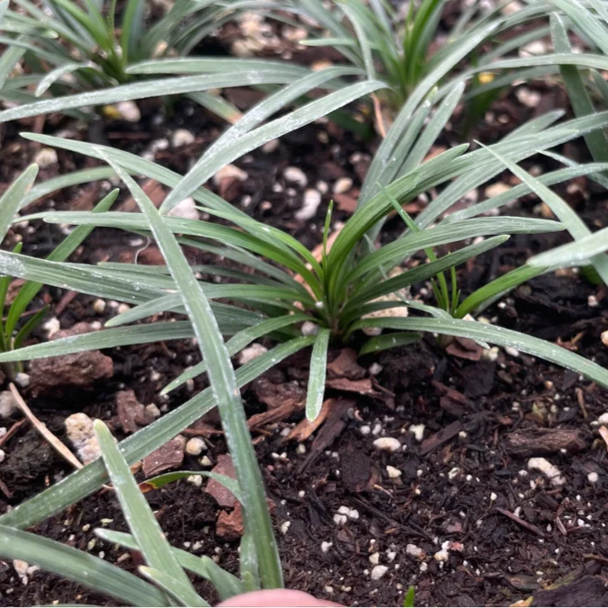 Dwarf Mondo Grass - Image 3