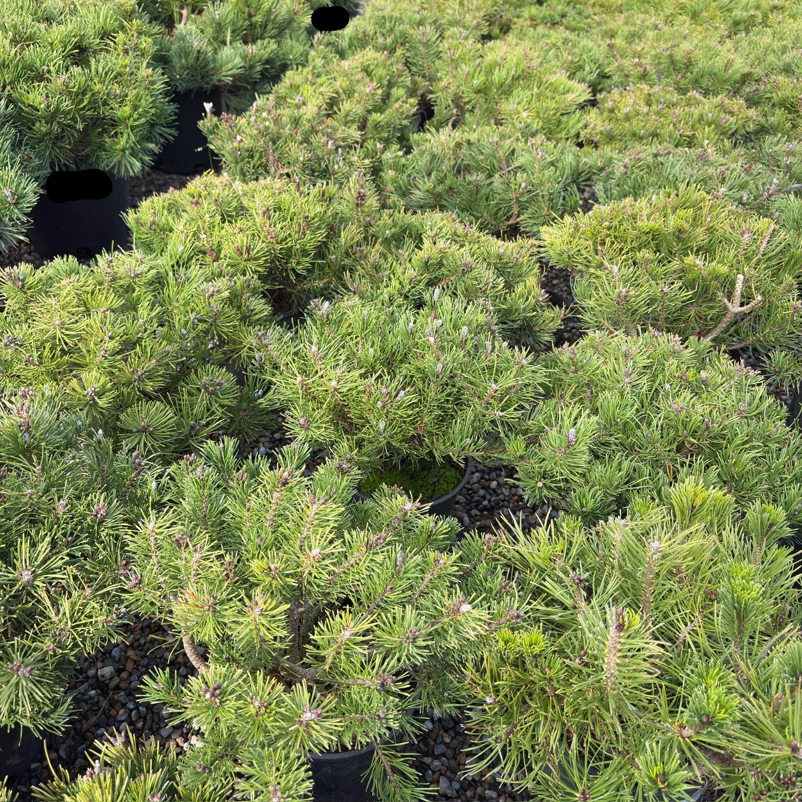 Dwarf Mugo Pine - Image 2
