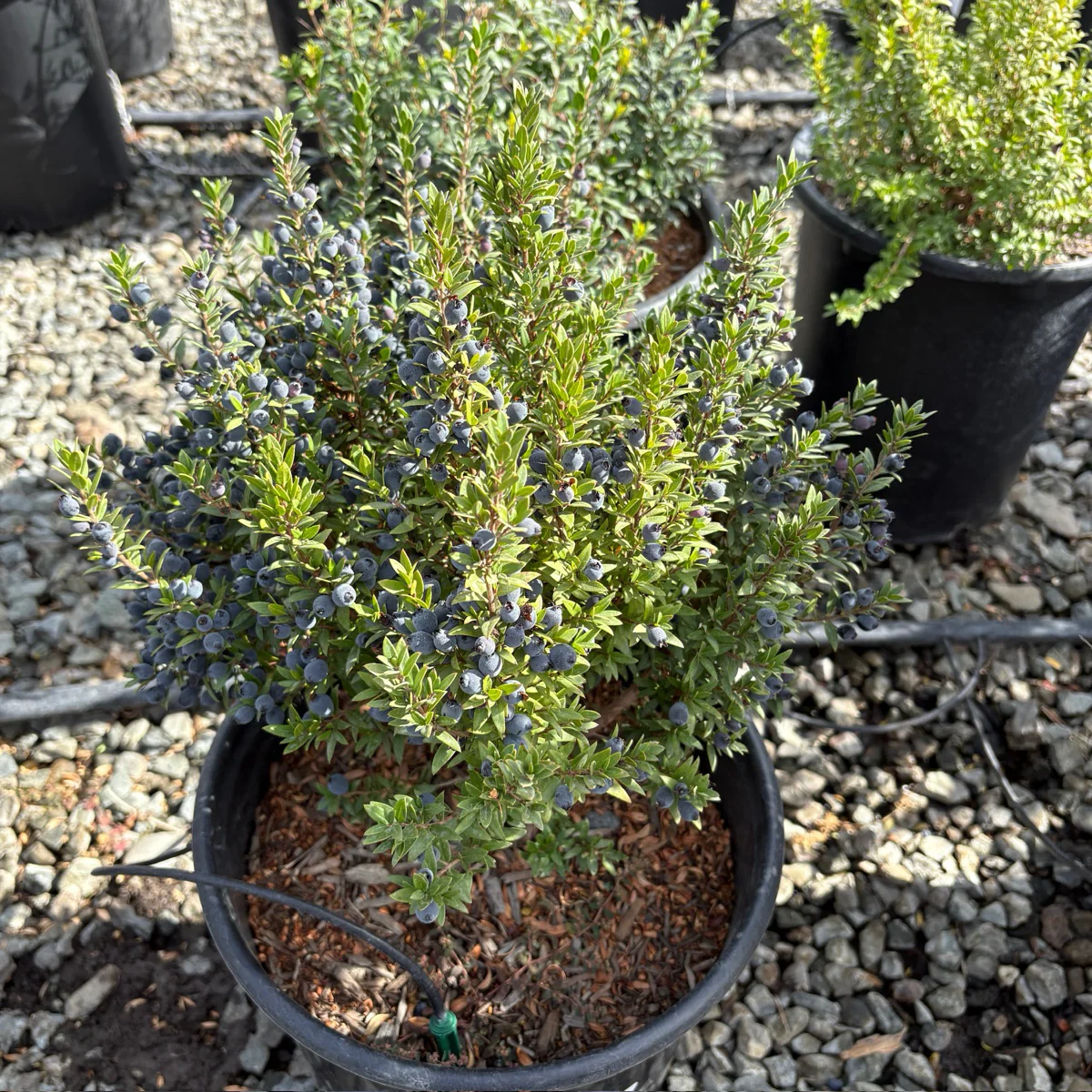 Dwarf Common Myrtle - Image 1