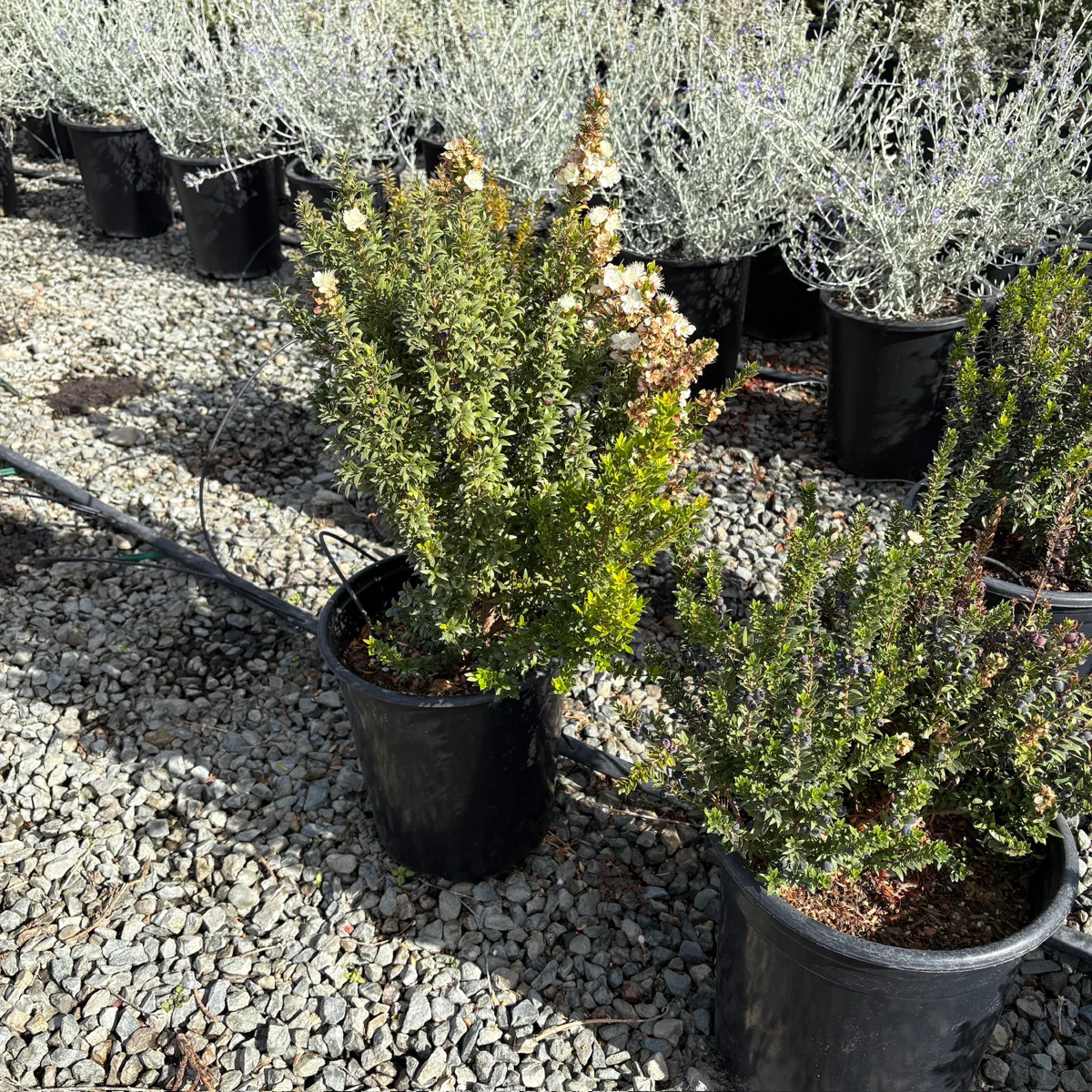 Dwarf Common Myrtle - Image 2
