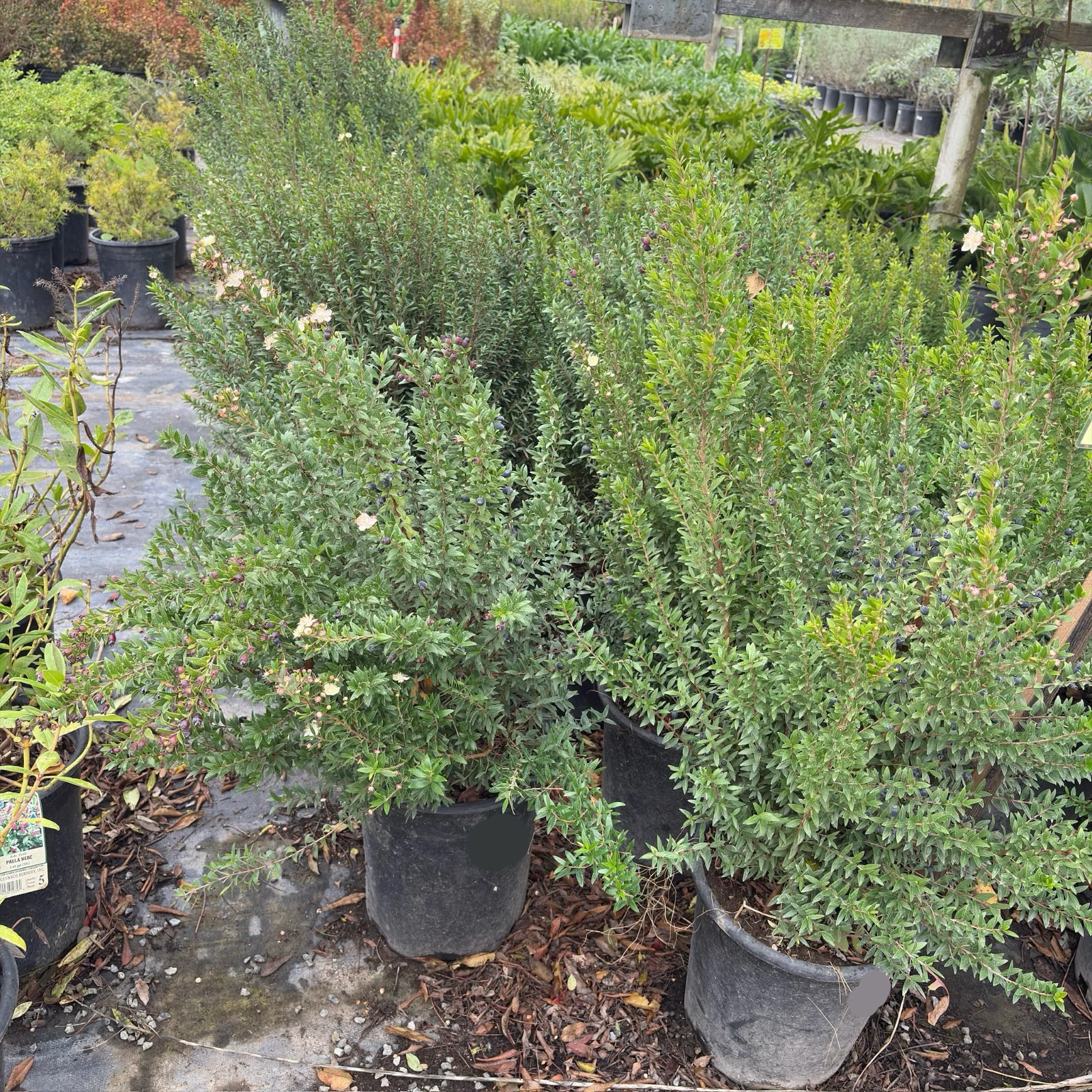Dwarf Common Myrtle - Image 3