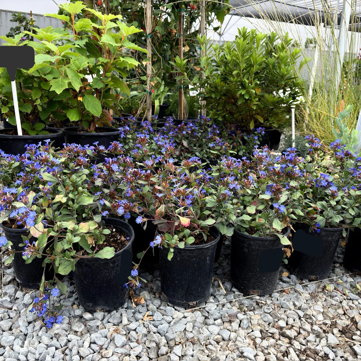 Dwarf Plumbago - Image 2