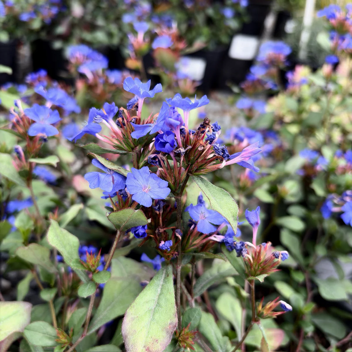 Dwarf Plumbago - Image 3