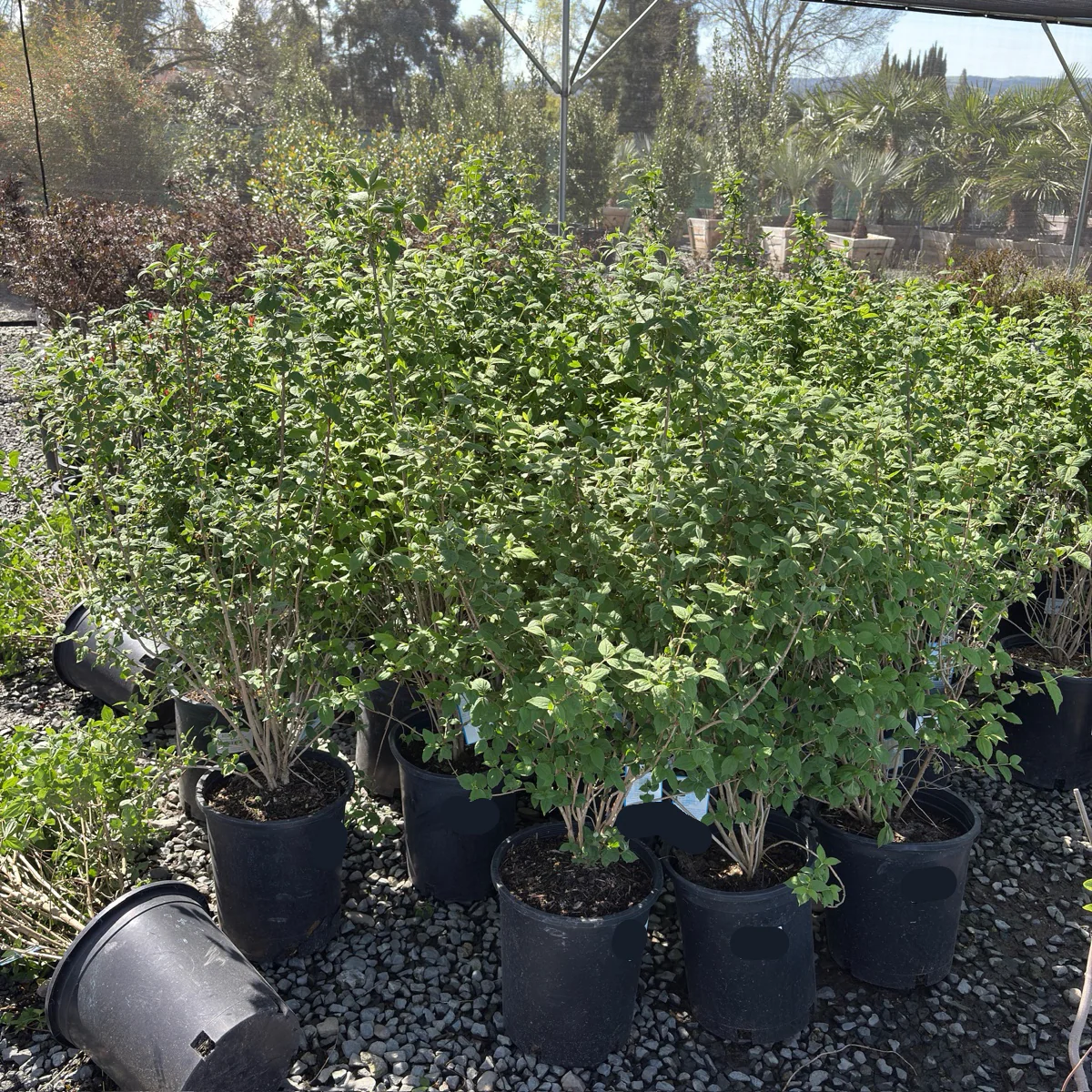Dwarf Snowflake Mock Orange - Image 2