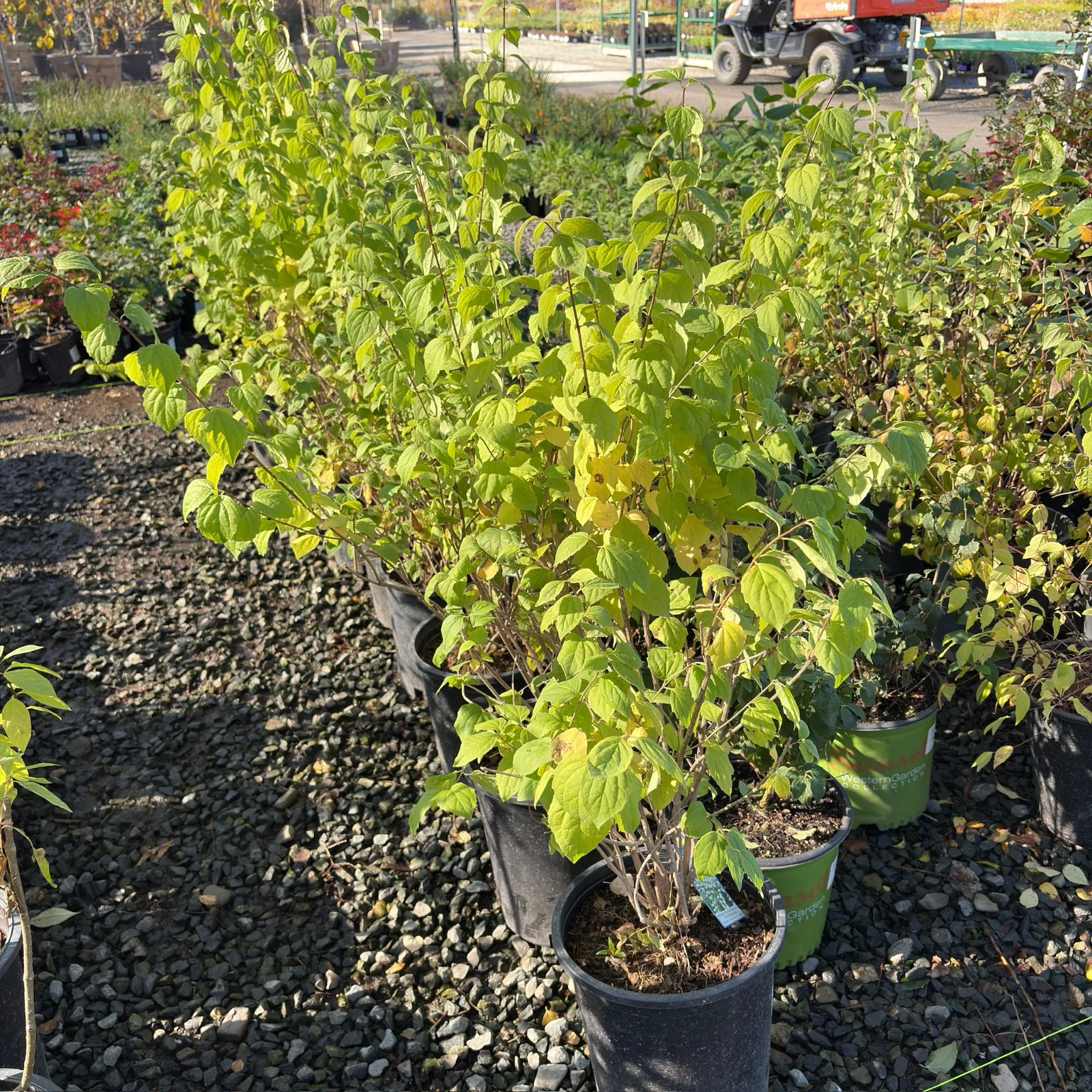 Dwarf Snowflake Mock Orange - Image 3
