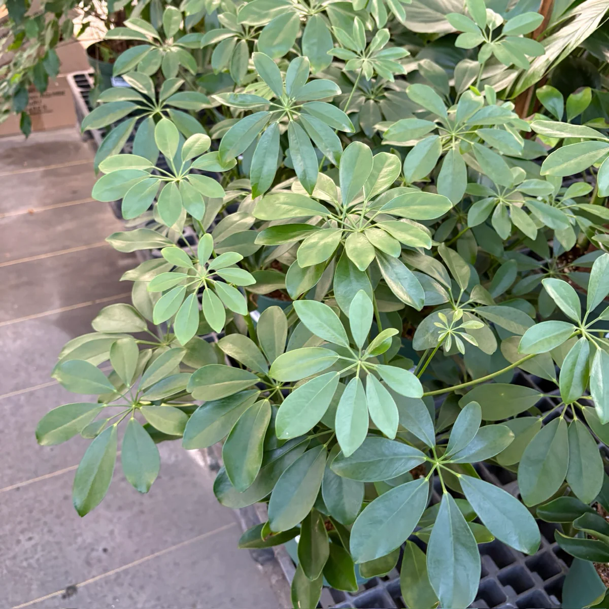 Dwarf Umbrella Tree - Image 1