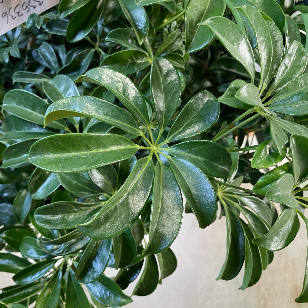 Dwarf Umbrella Tree - Image 2