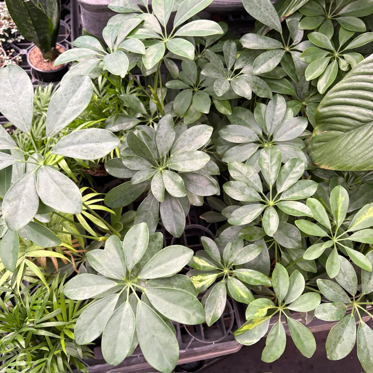 Dwarf Umbrella Tree - Image 3