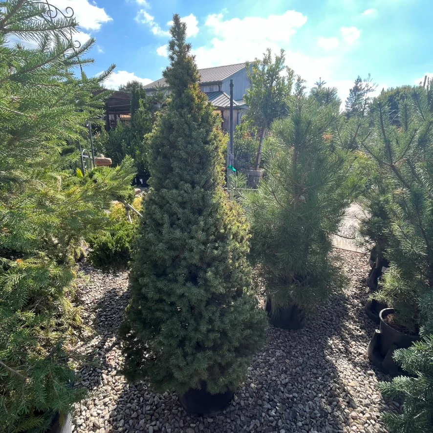 Dwarf White Spruce - Image 1
