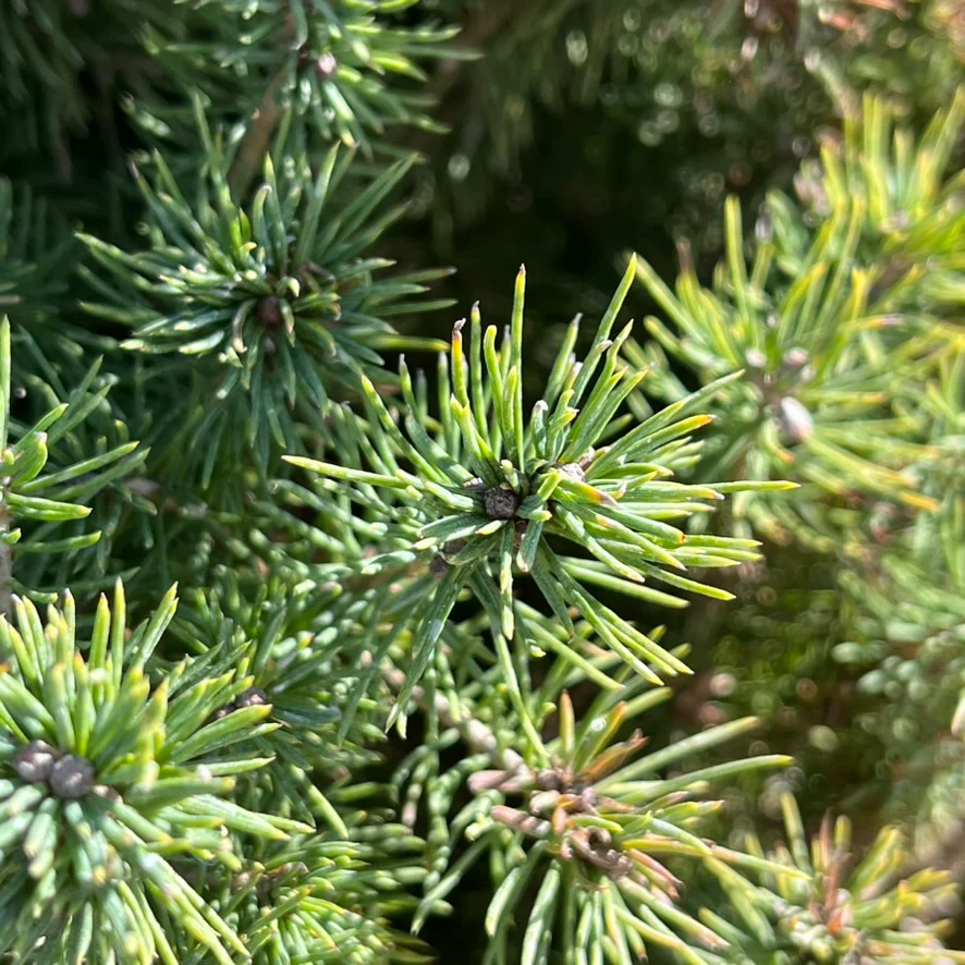 Dwarf White Spruce - Image 2