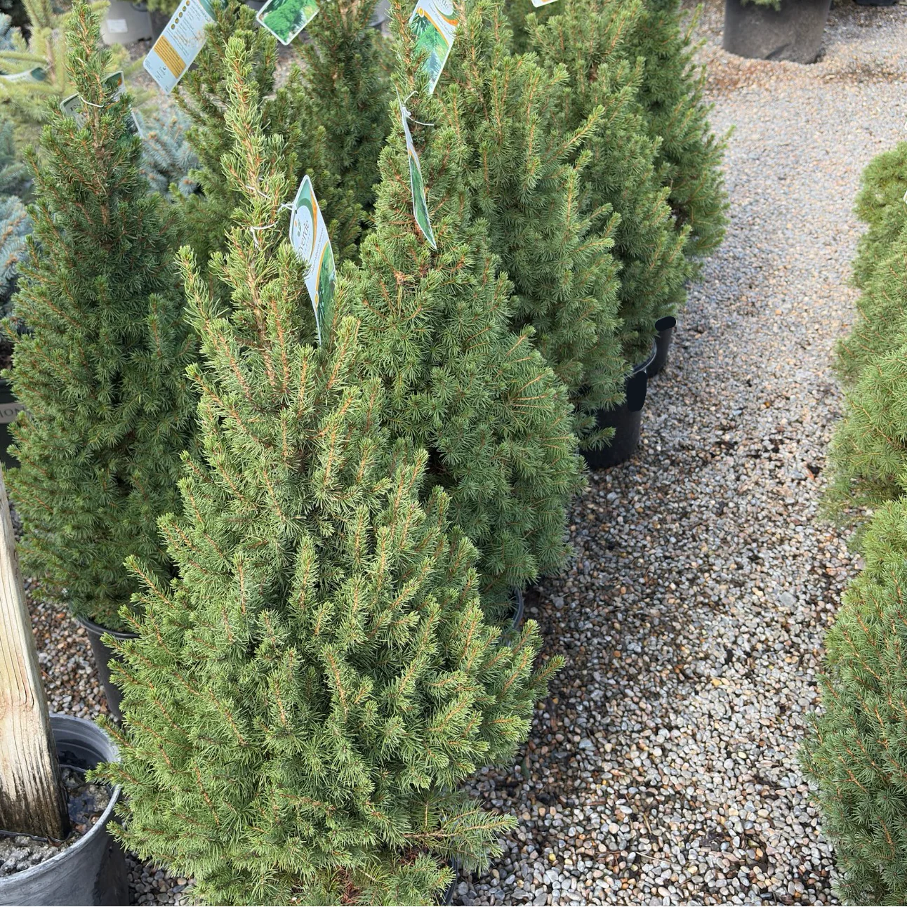 Dwarf White Spruce - Image 3