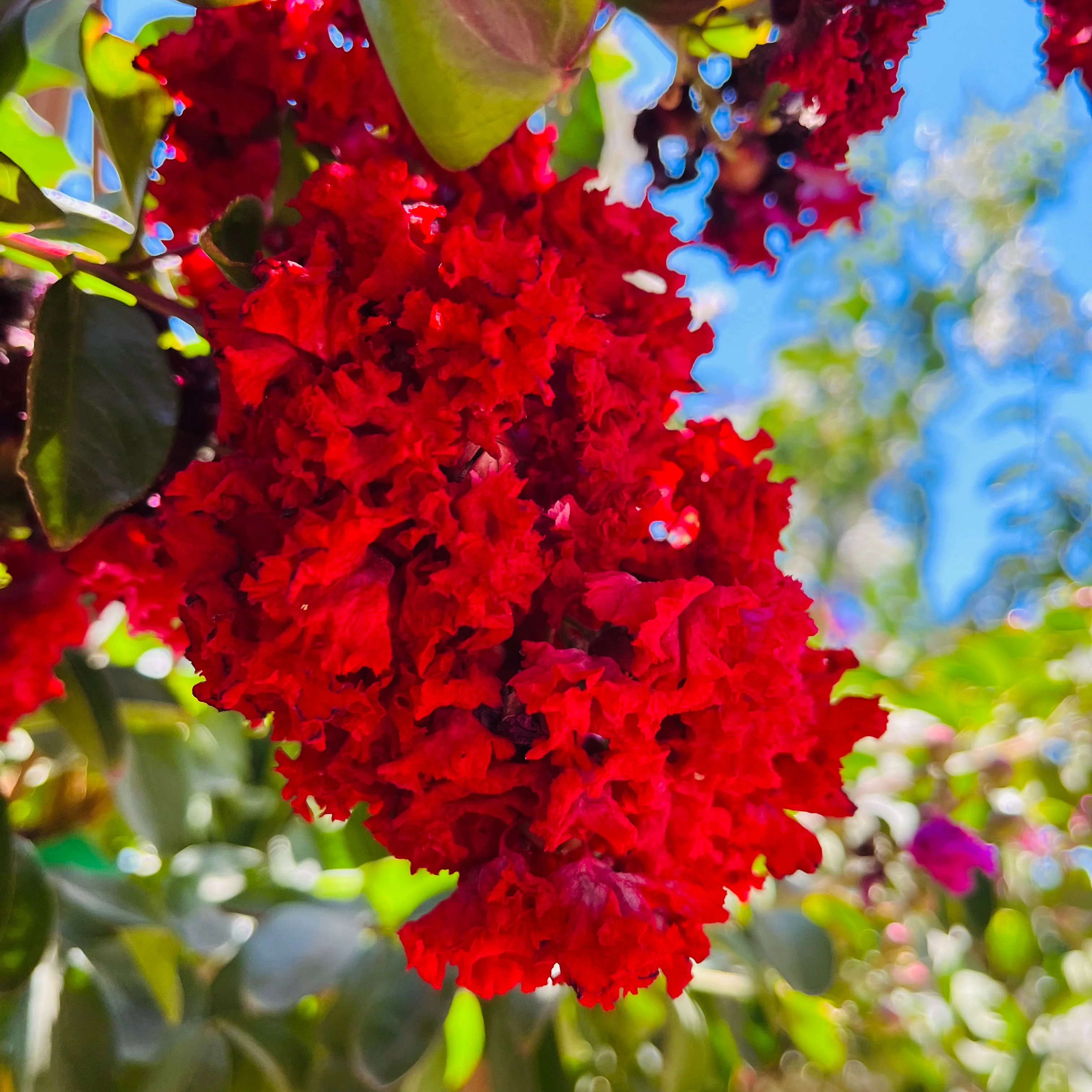 Dynamite Crape Myrtle - Image 3