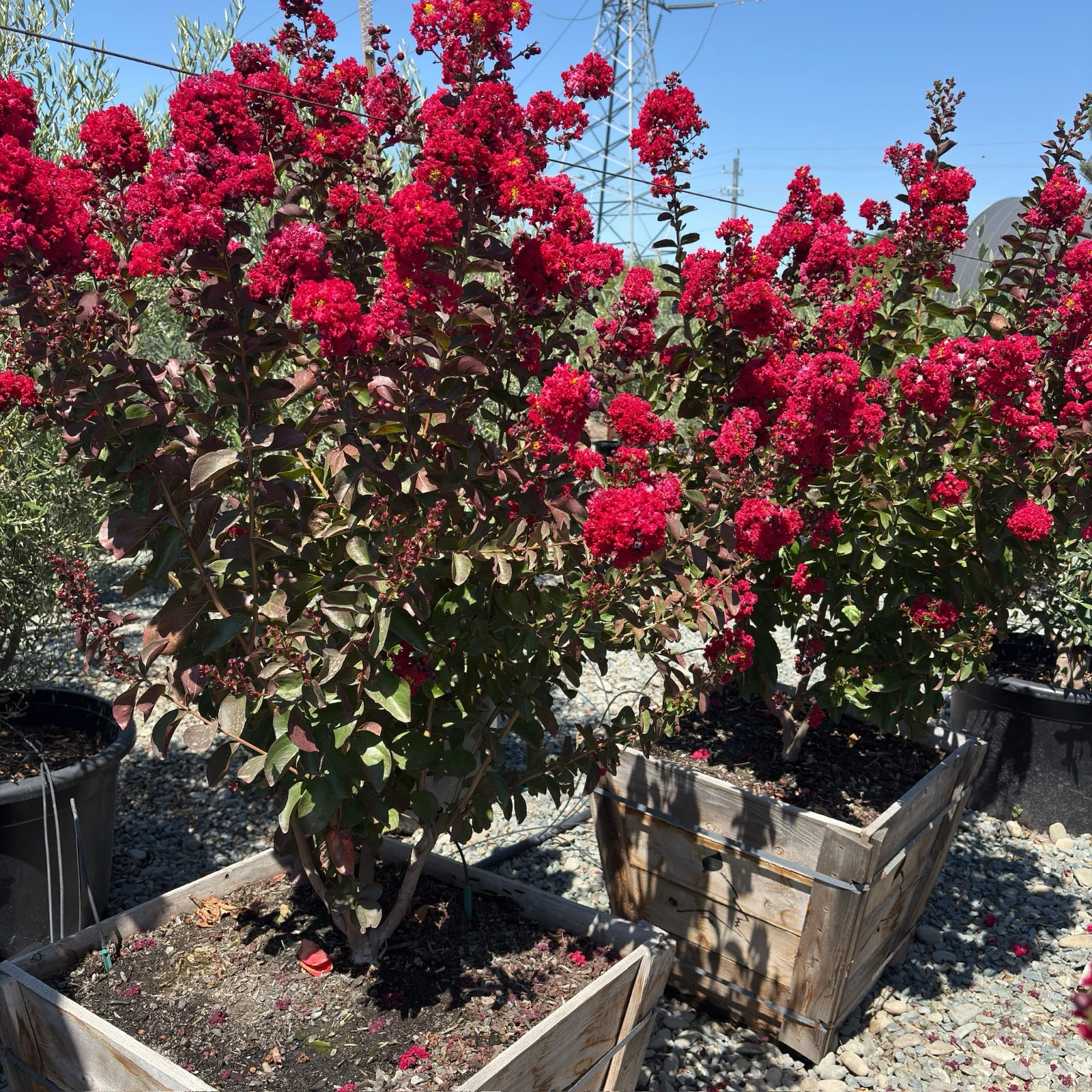 Dynamite Crape Myrtle - Image 2