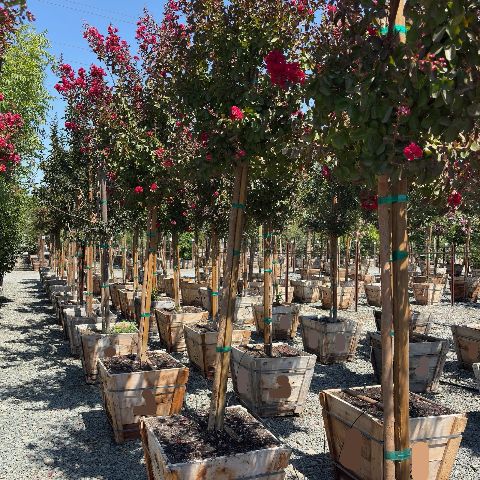 Dynamite Crape Myrtle