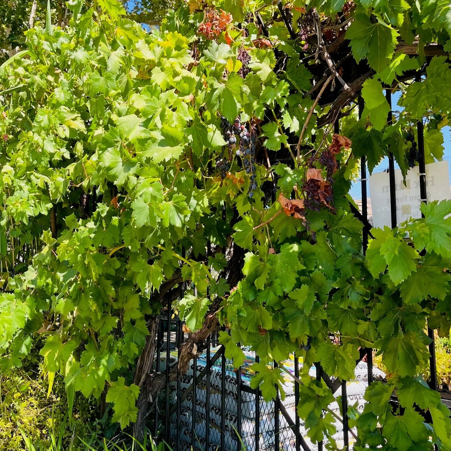Eastern Concord Seedless Grape - Image 2