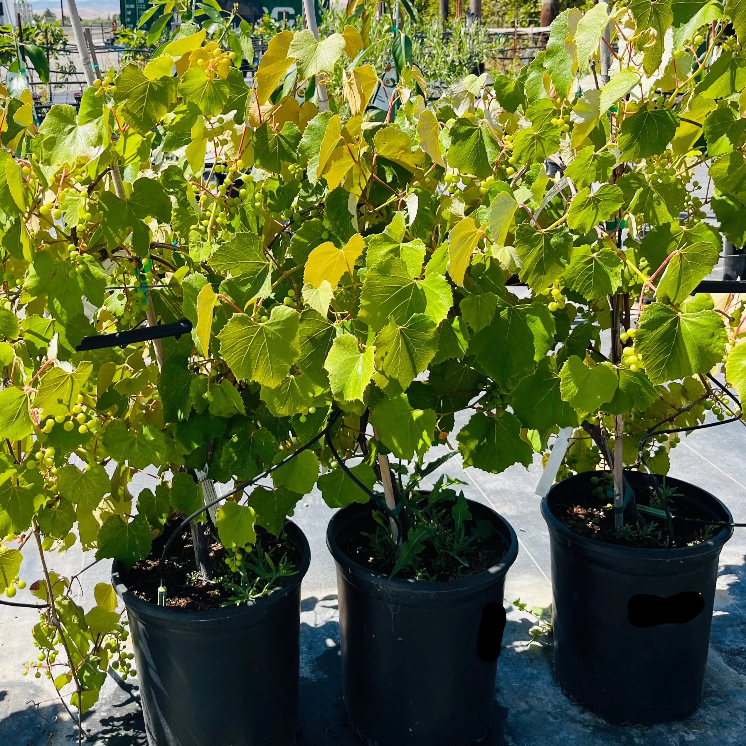 Eastern Concord Seedless Grape