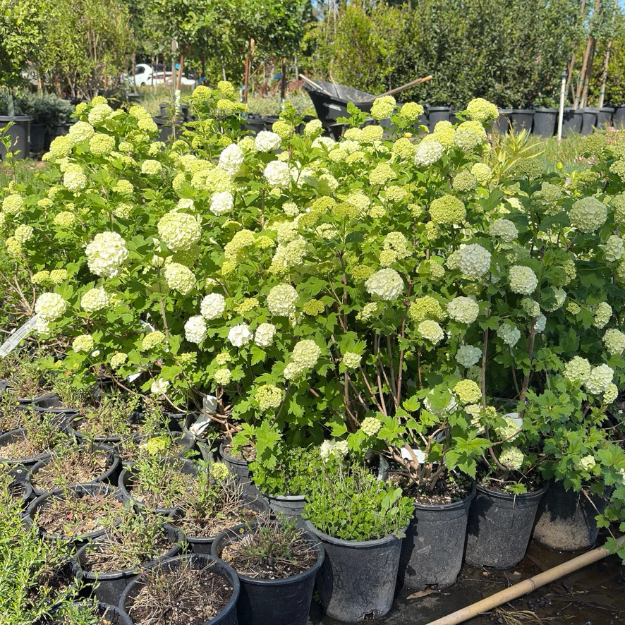 Eastern Snowball - Image 1