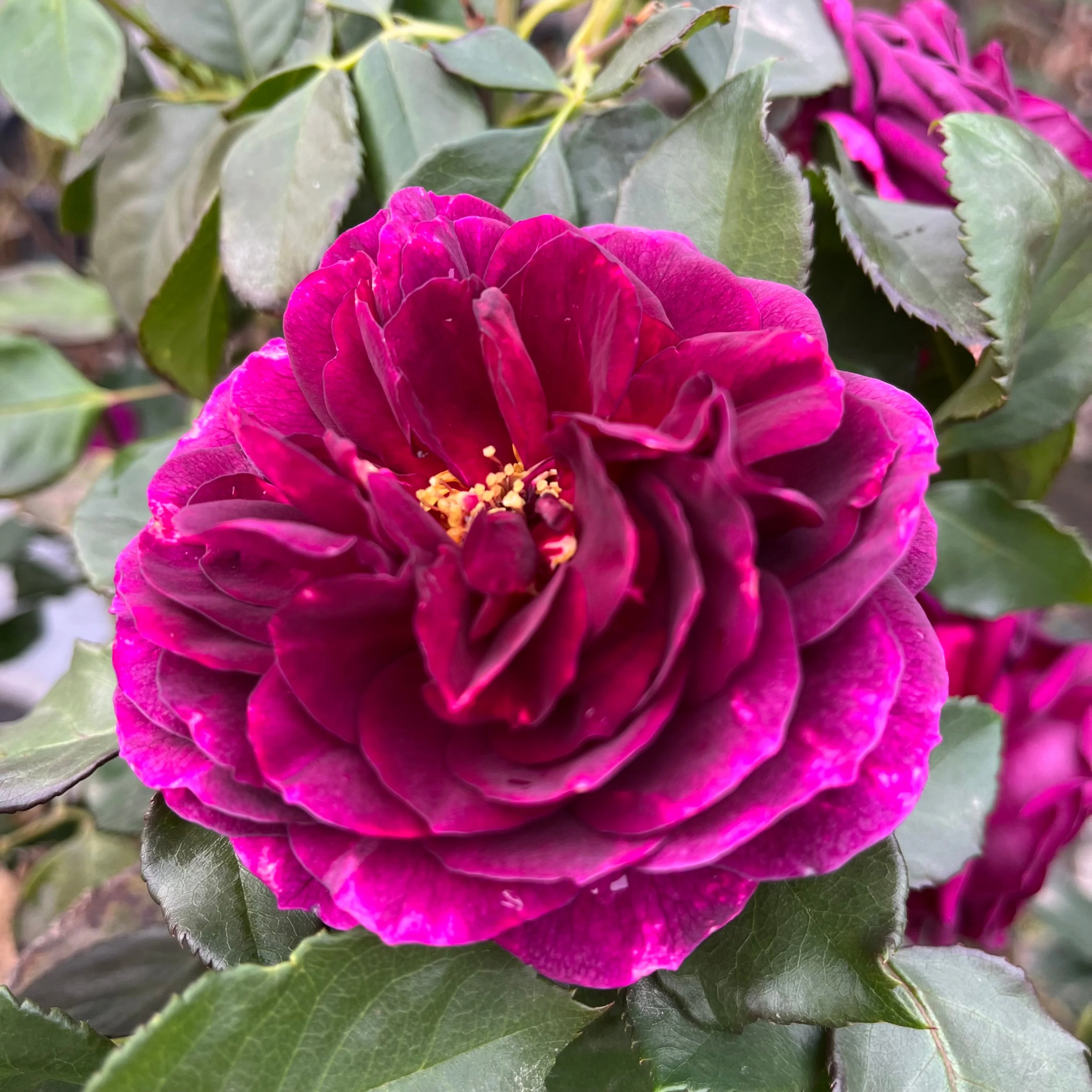 Ebb Tide Floribunda Rose - Image 1