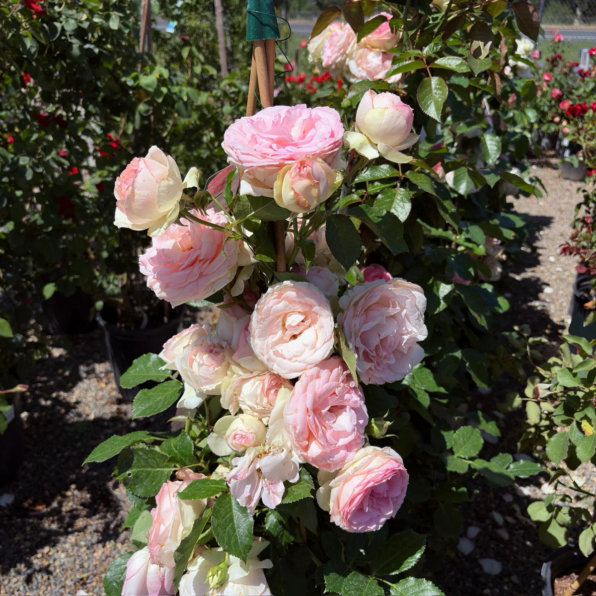 Eden Climbing Rose - Image 1