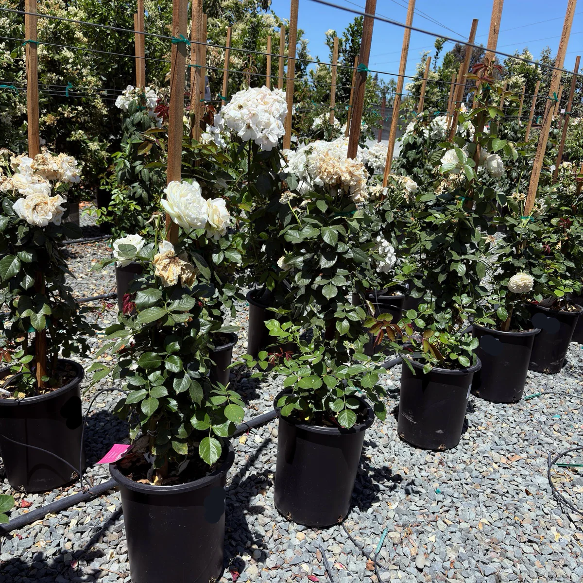 Eden White Climbing Rose - Image 1