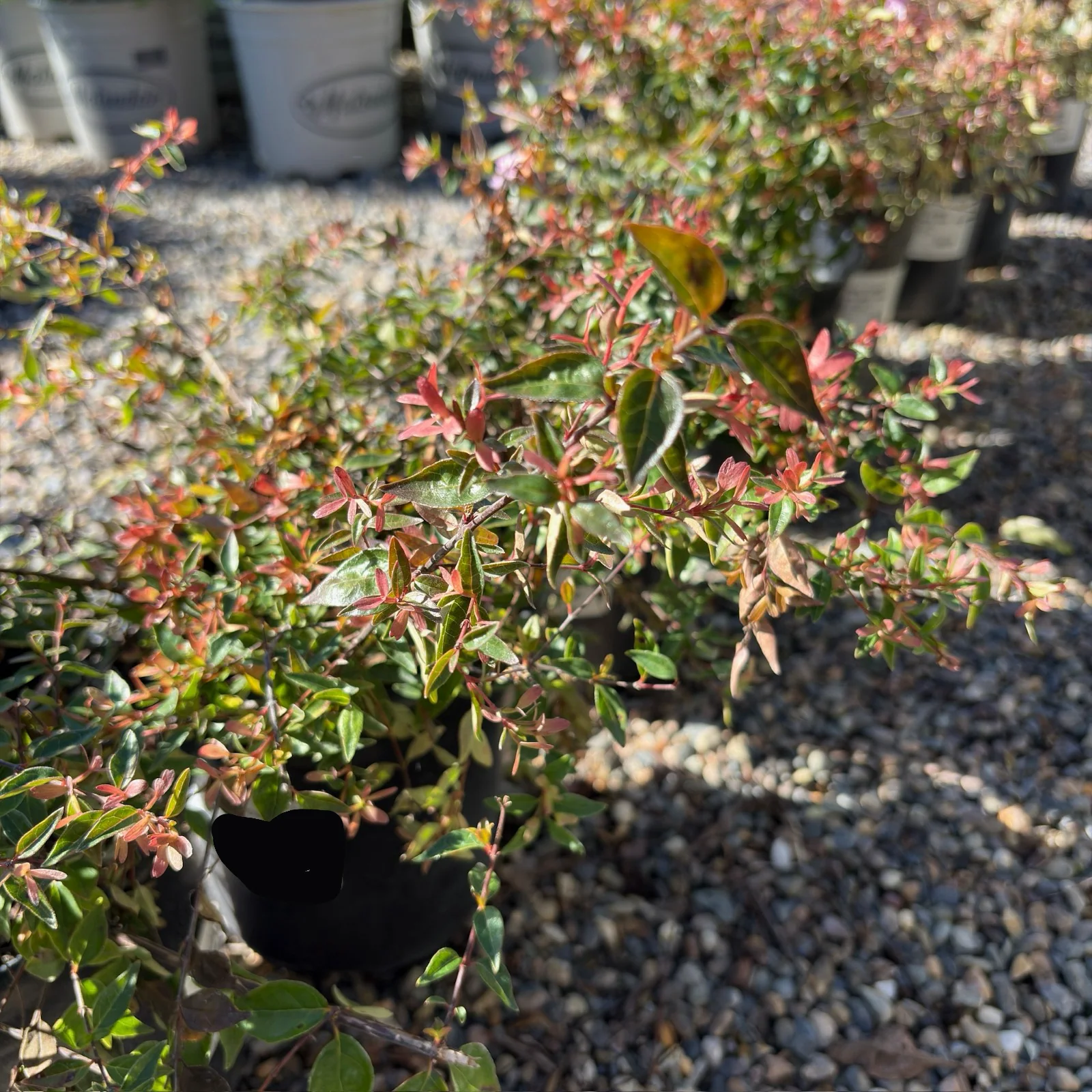Edward Goucher Abelia - Image 2