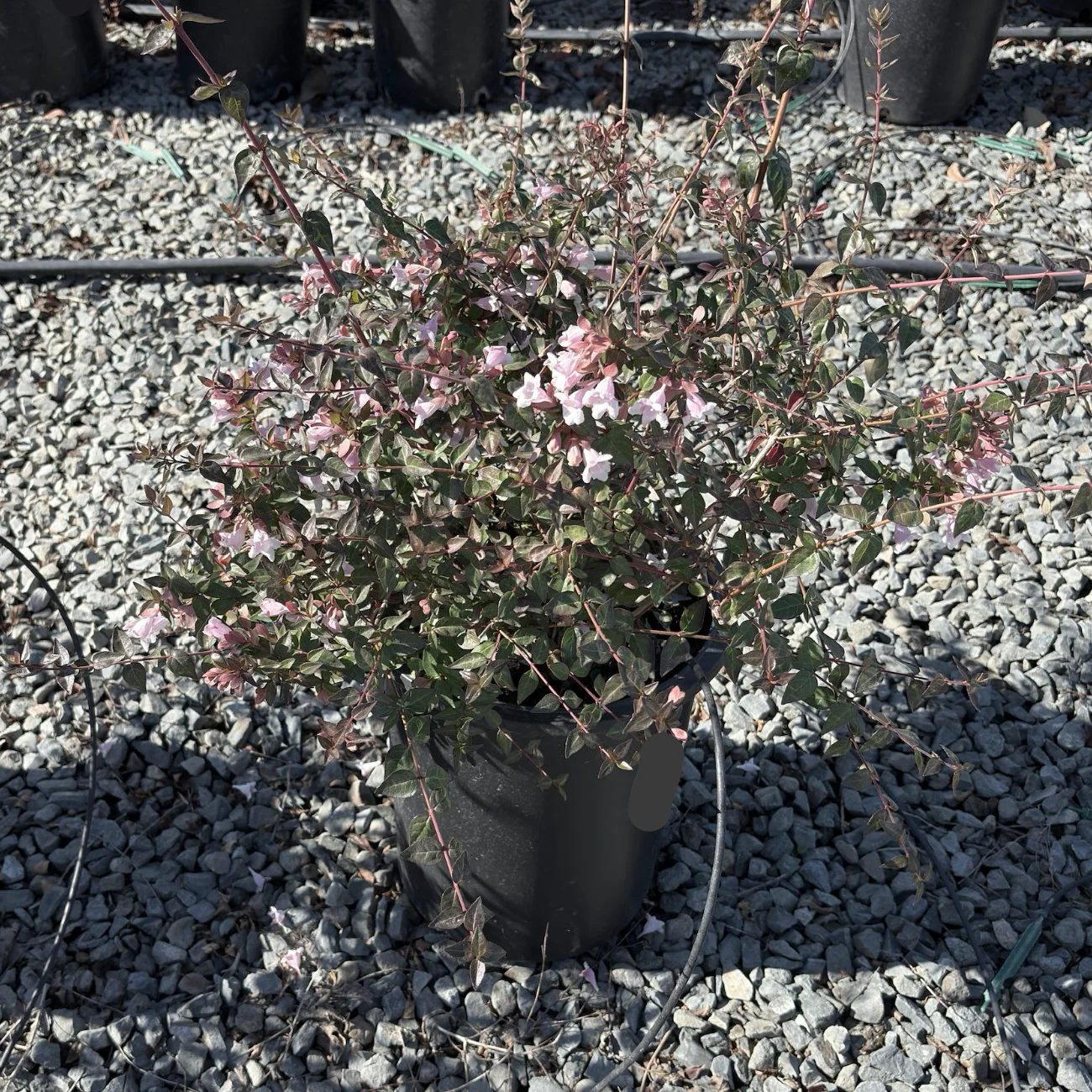 Edward Goucher Abelia - Image 3