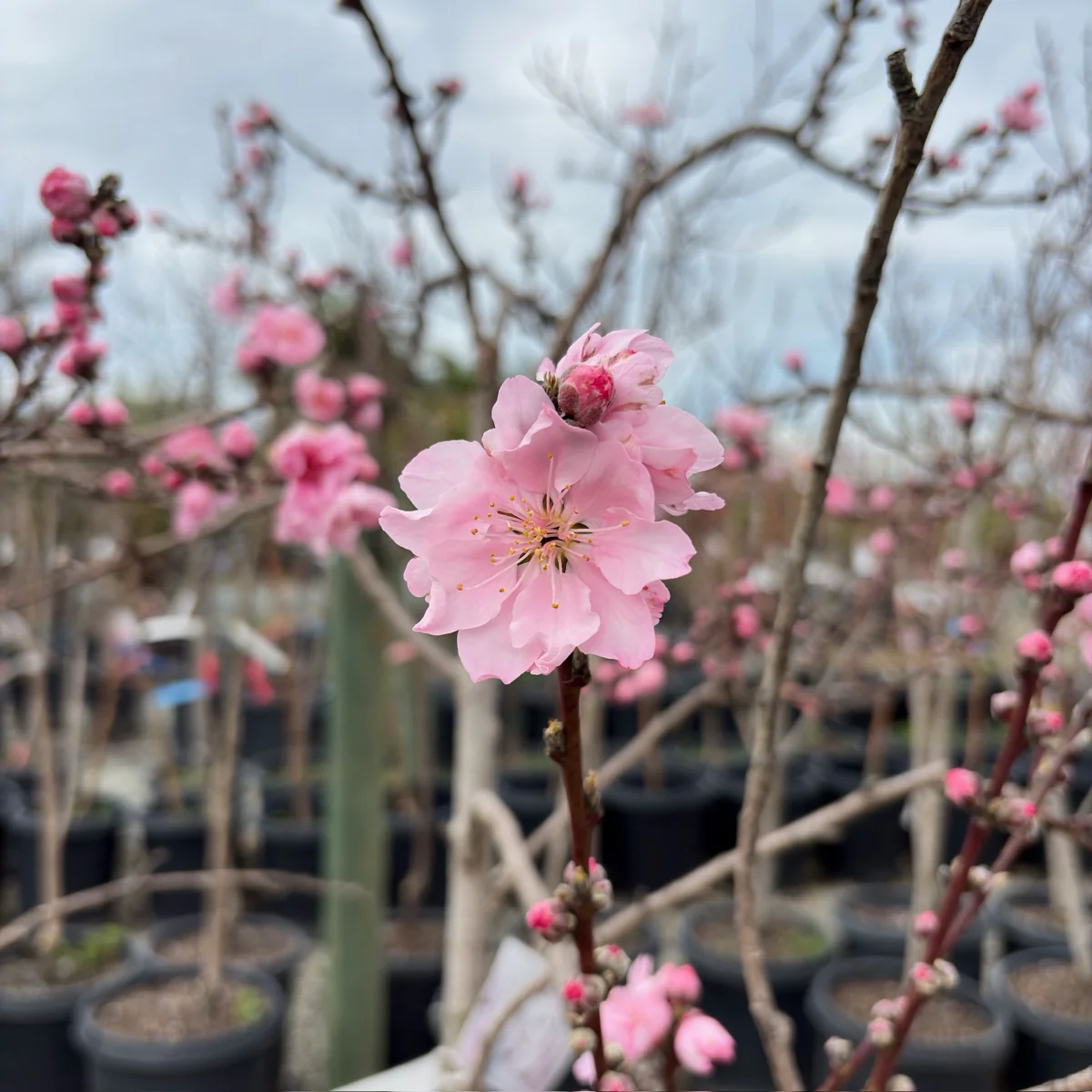 Elberta Peach - Image 2