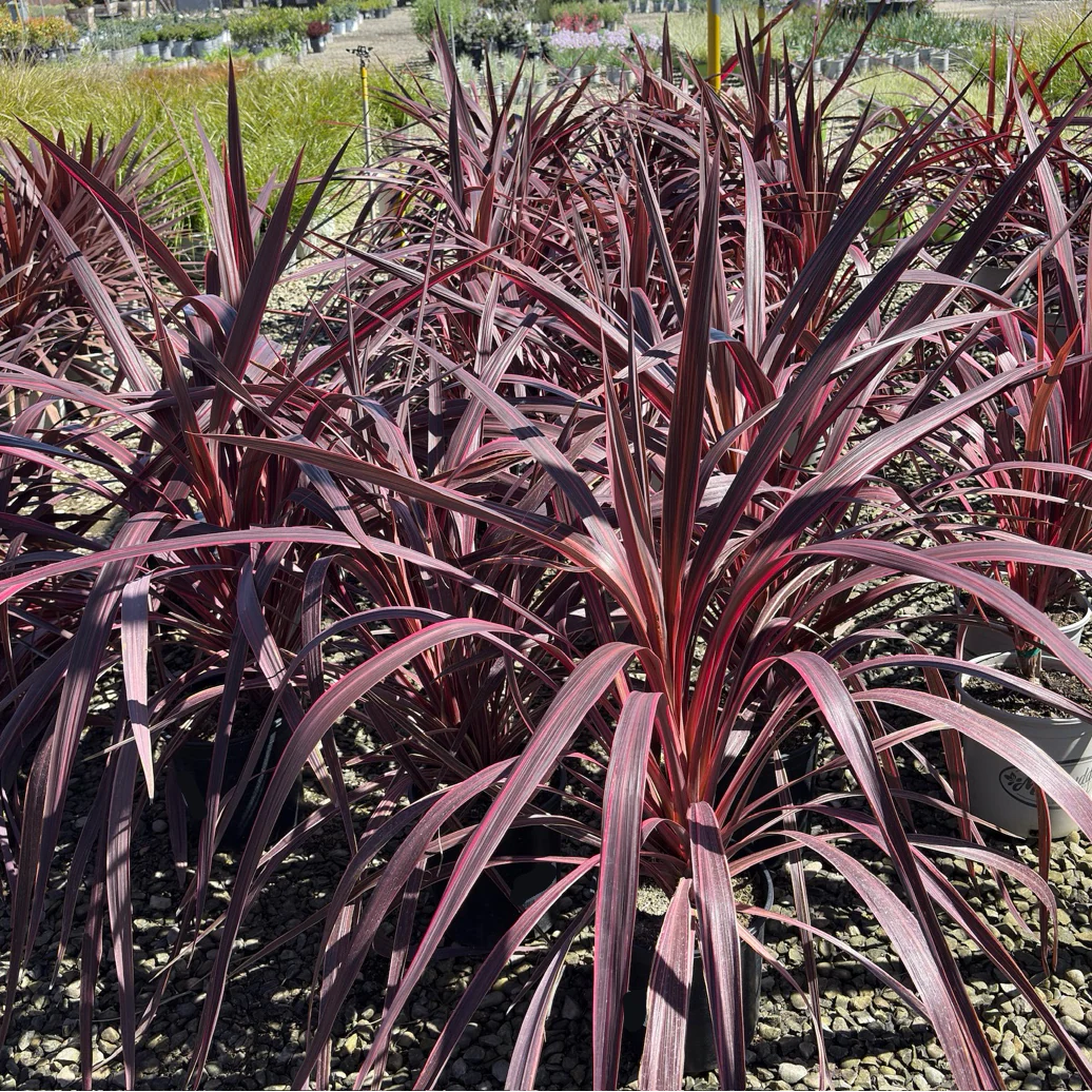 Electric Pink Grass Tree - Image 1