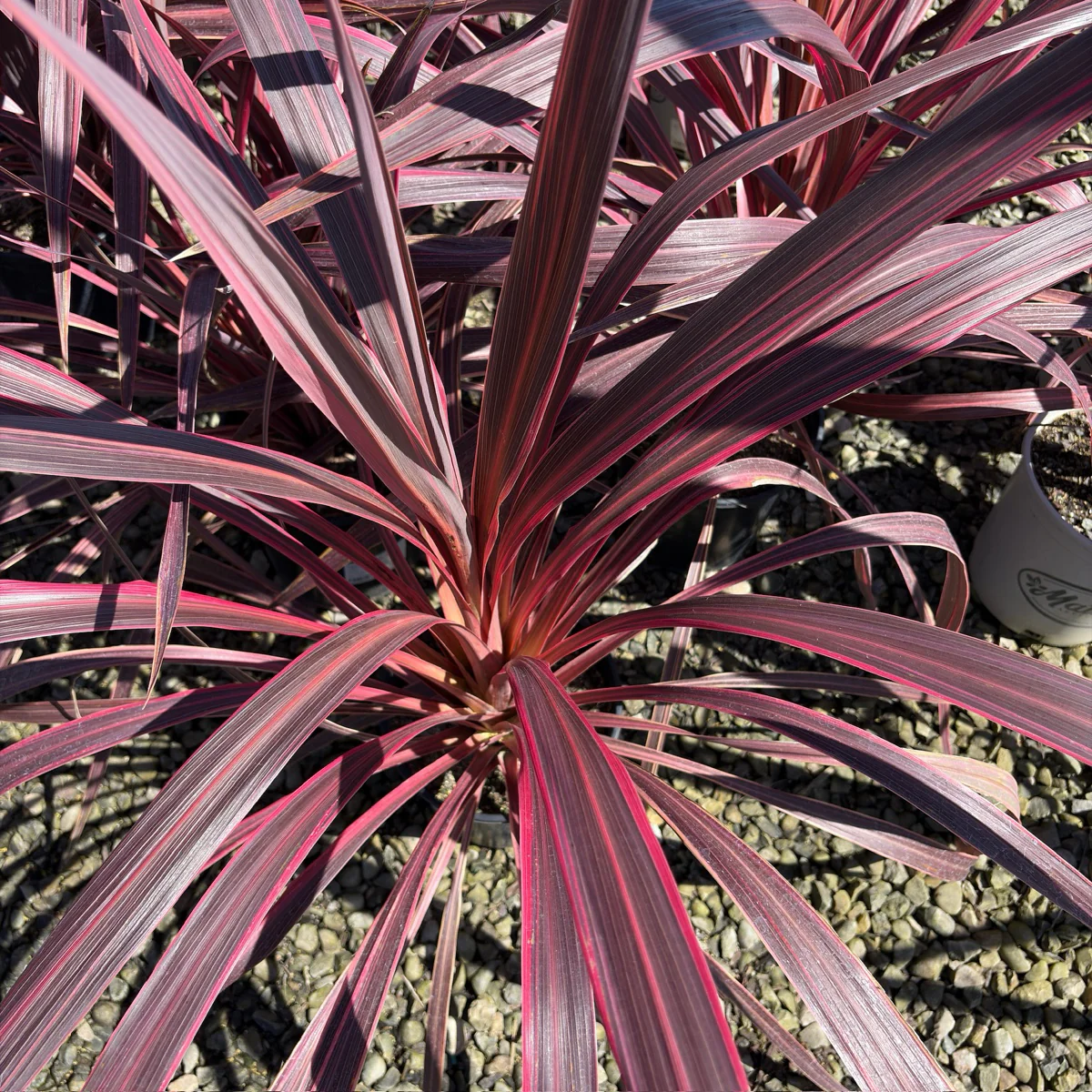 Electric Pink Grass Tree - Image 2