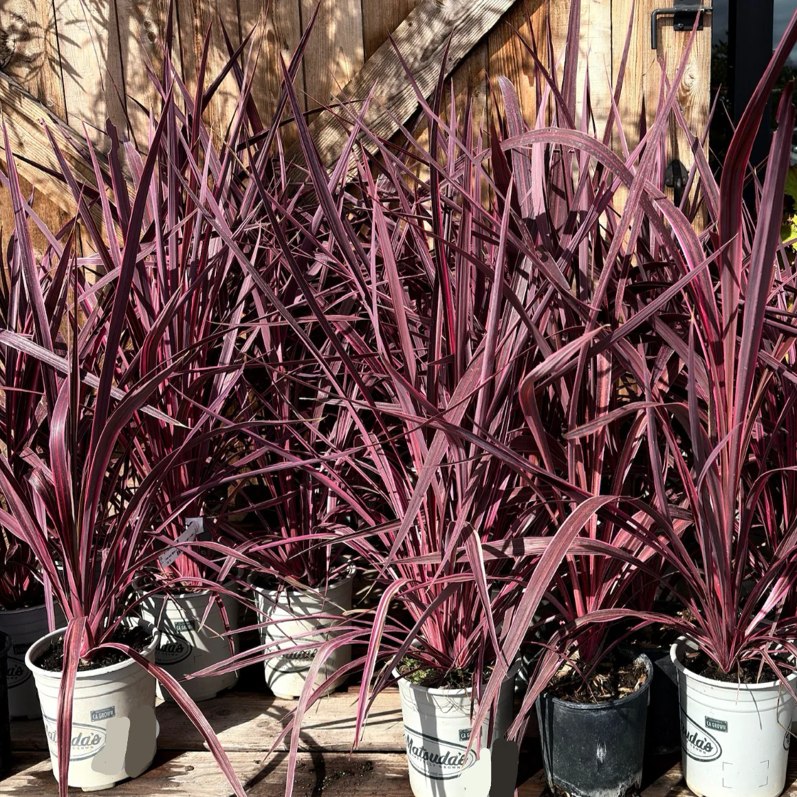 Electric Pink Grass Tree - Image 3