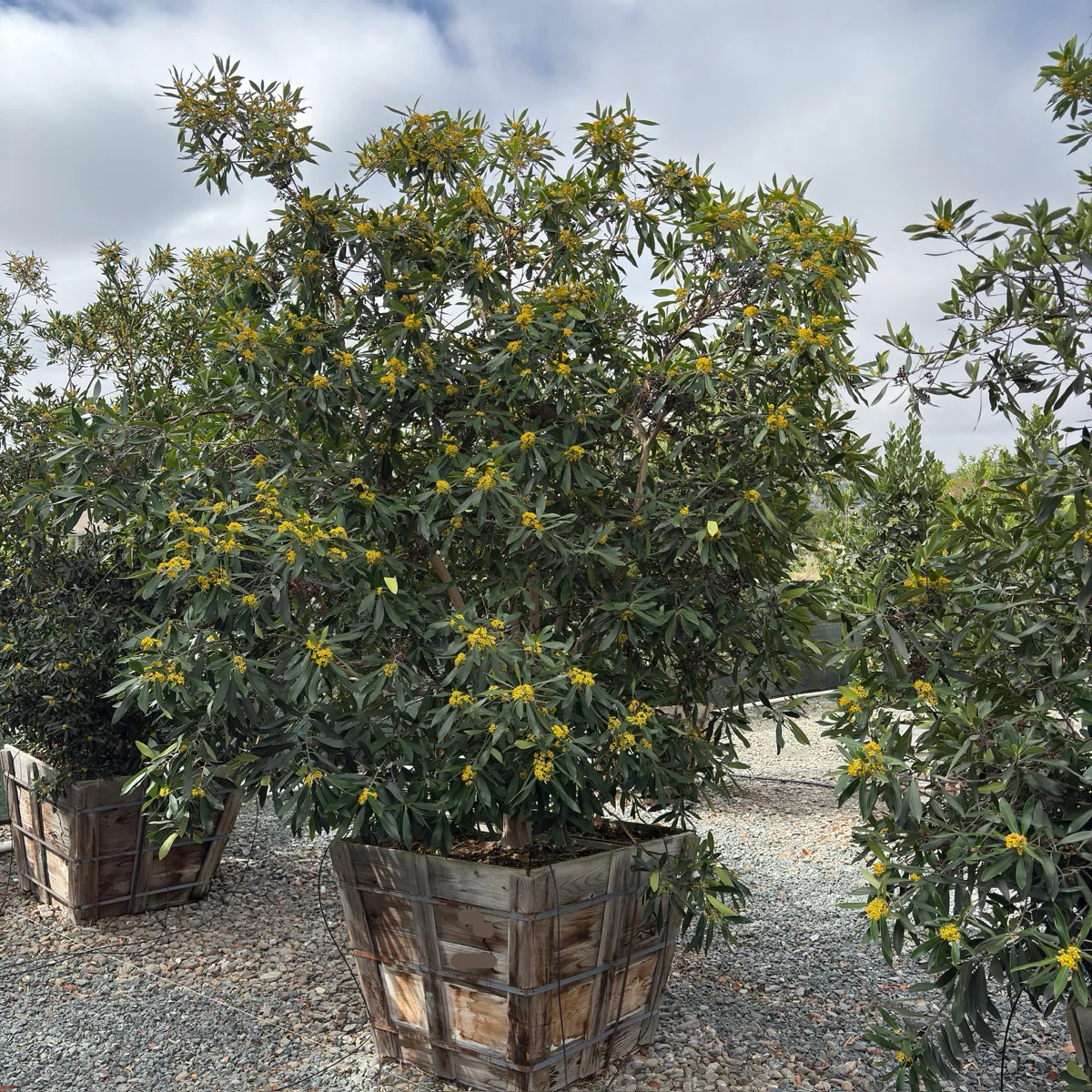 Elegant Water Gum