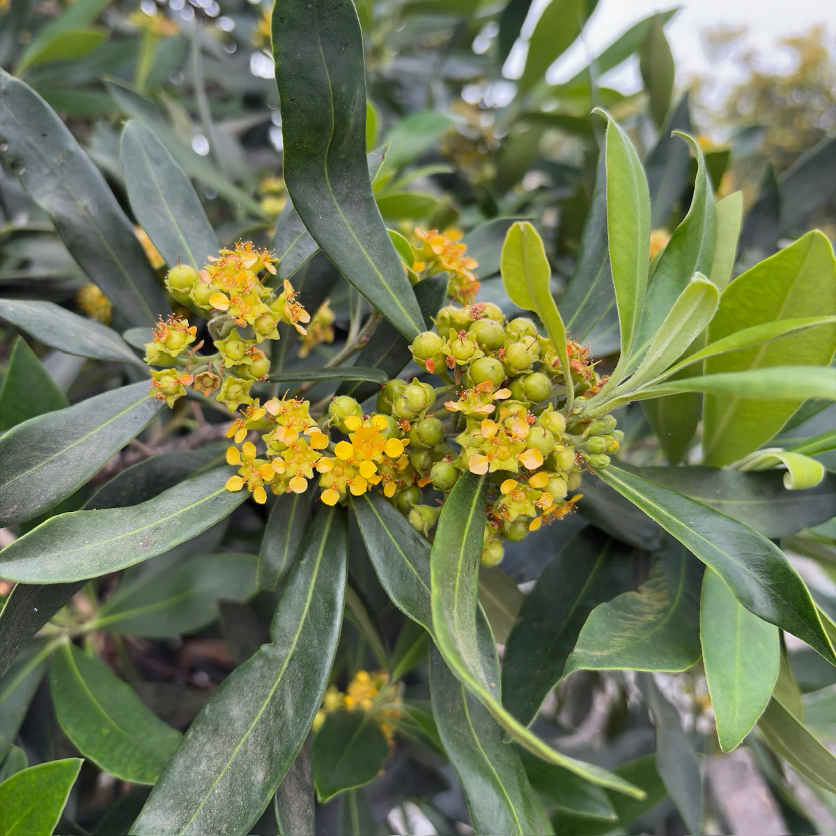 Elegant Water Gum - Image 2