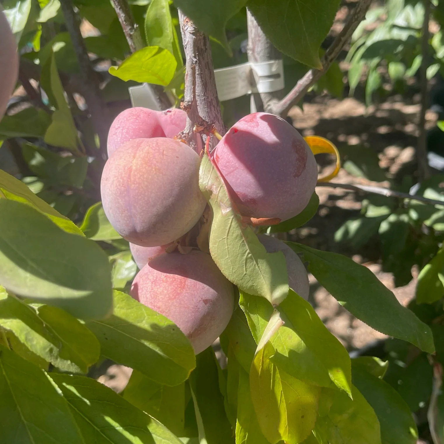 Elephant Heart Japanese Plum - Image 1