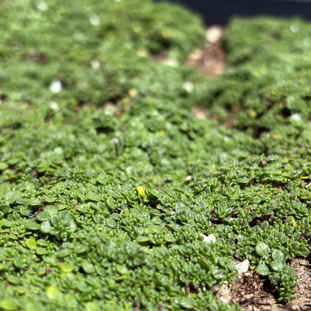 Elfin Creeping Thyme - Image 1